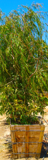 Pardee Tree Nursery Home 36 Cia Leptophylla Std Agonis Flexuosa Mlt Jpg