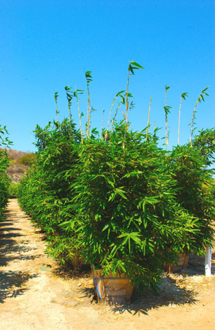 Pardee Tree Nursery Product Photos 24 Bambusa Oldhamii