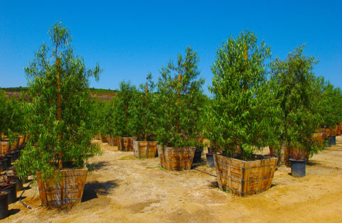 Pardee Tree Nursery Product Photos 36 Geijera Parvifolia