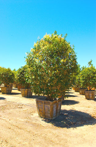 Pardee Tree Nursery Product Photos 36 Ligustrum Lucidum Multi